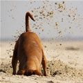 perro cavando