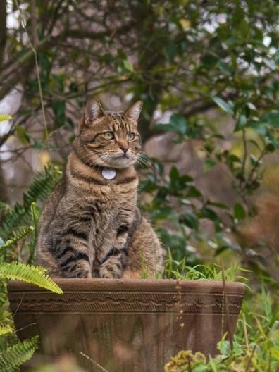 Acciones para encontrar un GATO extraviado