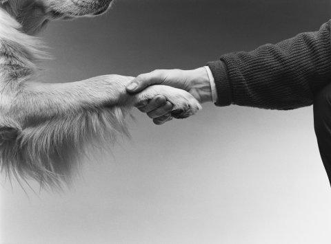 ¿Cómo me entregan mi perro o gato en una adopción responsable?