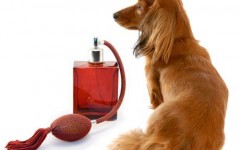 Limpiadores y desodorizantes para casas con mascotas