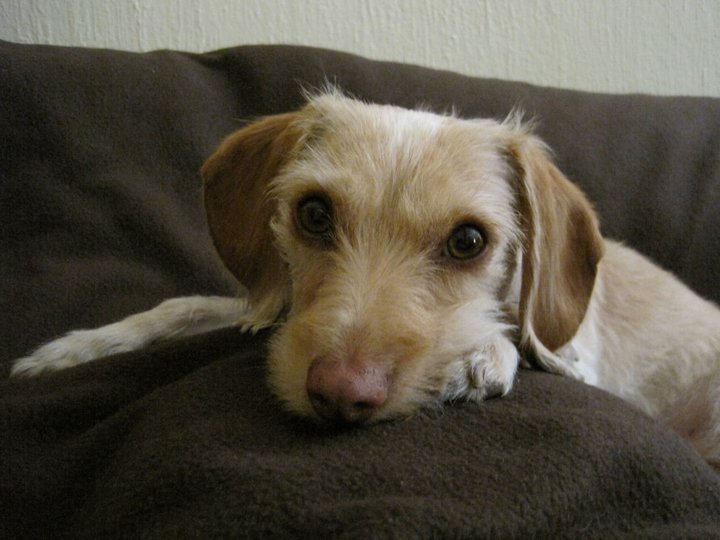 Adaptación de un perro ( rescatado o adoptado) a tu hogar