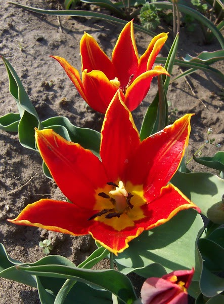 17 Plantas comunes que son venenosas para los animales