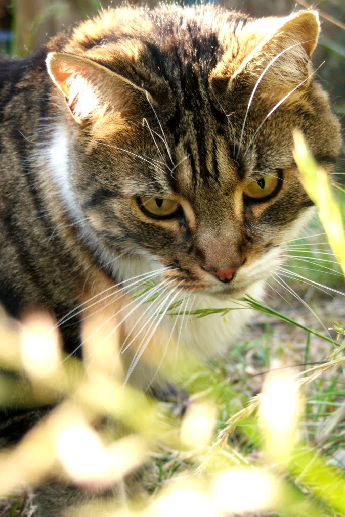 Soluciones para gatos cuyas acciones te puedan estar incomodando