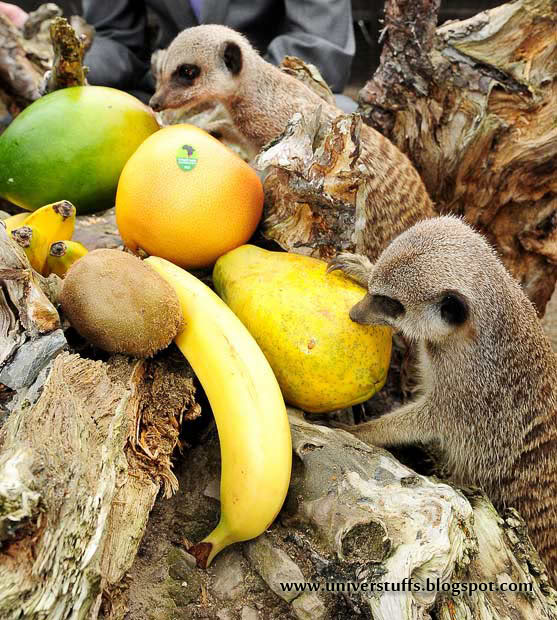 Regreso de mascotas exóticas a la naturaleza