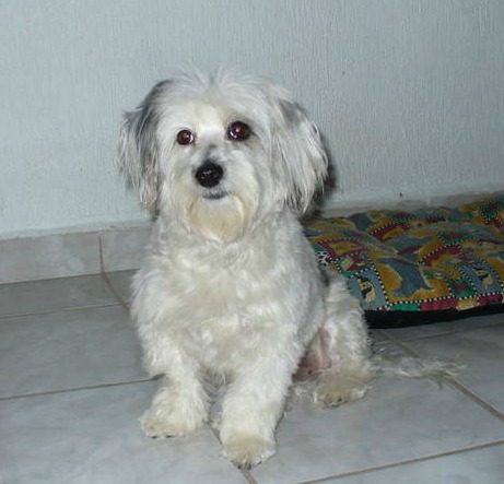 Cómo educar a un perro sordo
