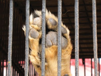 Circos sí, pero sin animales