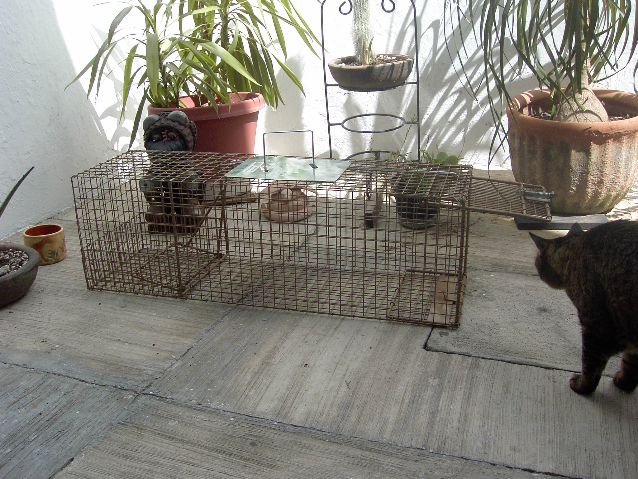 Atrapar – Esterilizar – soltar TNR GATOS / Procedimiento