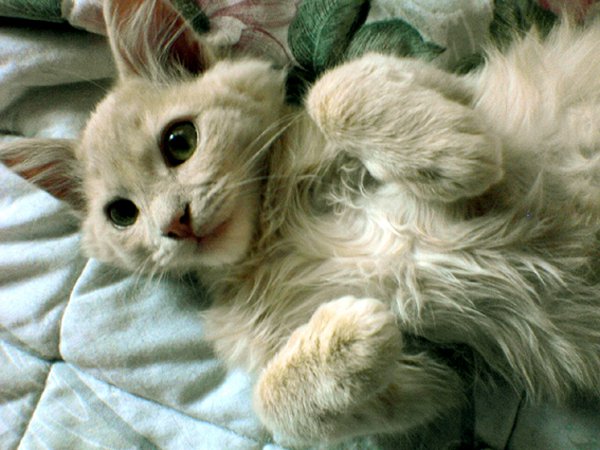 Fidelidad felina
