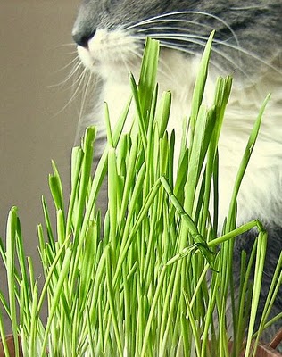 Tu gato y las bolas de pelo